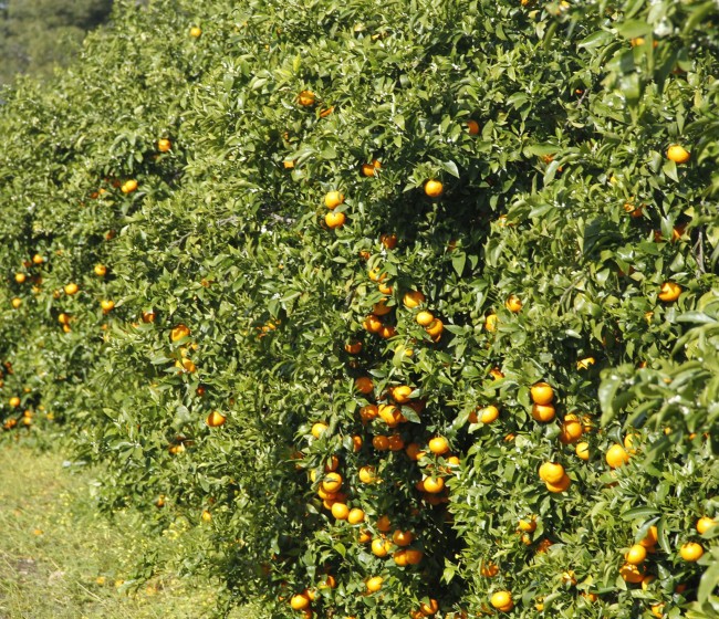Comercializadas cerca de 26.000 toneladas de mandarina Orri