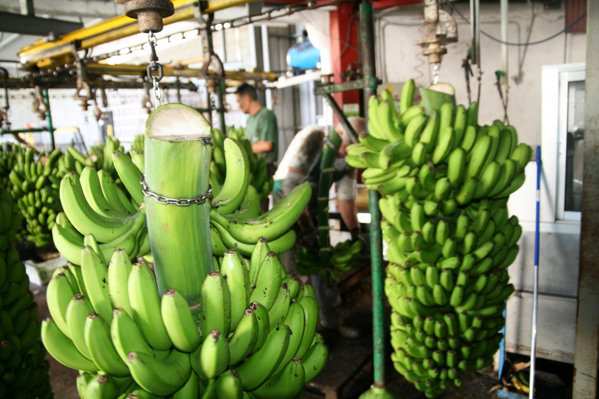 Asprocan denuncia que las importaciones de banana superan los límites de la UE