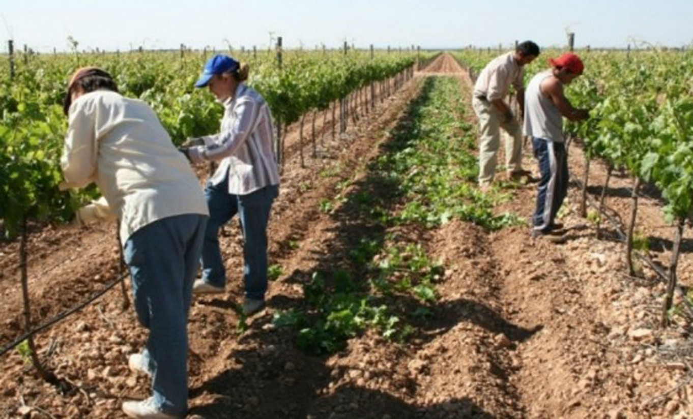 El paro en el sector agrario cae el 5,4% en el segundo trimestre y se sitúa en 206.000