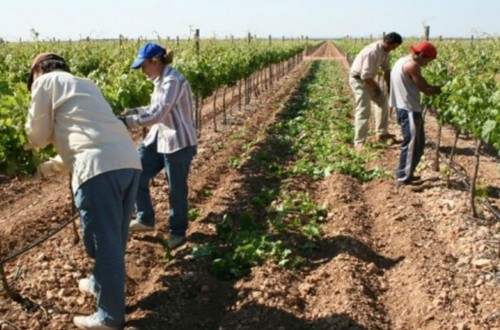 El paro en el sector agrario cae el 5,4% en el segundo trimestre y se sitúa en 206.000