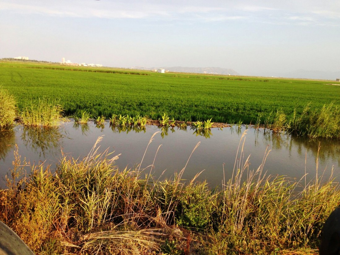 AVA-ASAJA denuncia que está en peligro el 20% de los arrozales valencianos