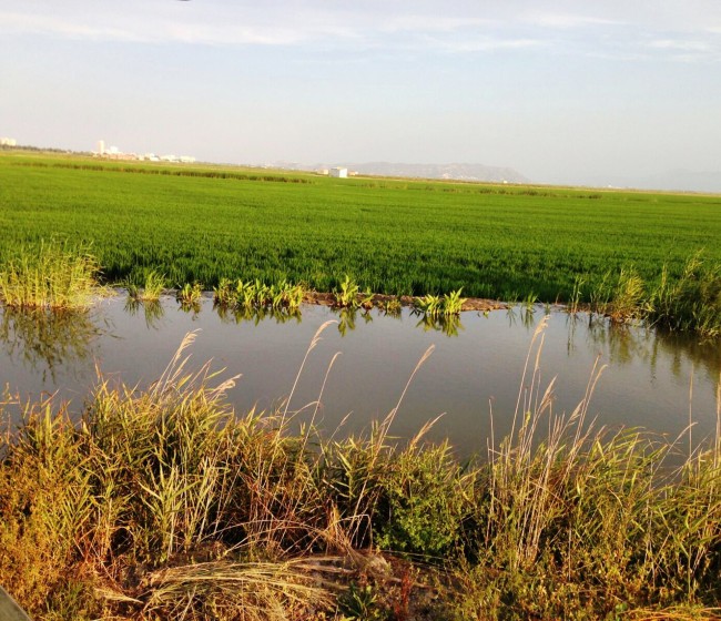 AVA-ASAJA denuncia que está en peligro el 20% de los arrozales valencianos