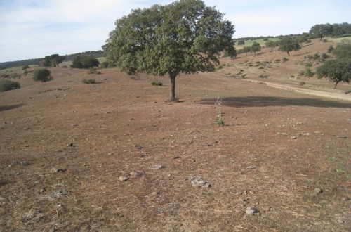 El Mapama eleva las ayudas a los avales de crédito por sequía hasta 200 M€ para los agricultores afectados