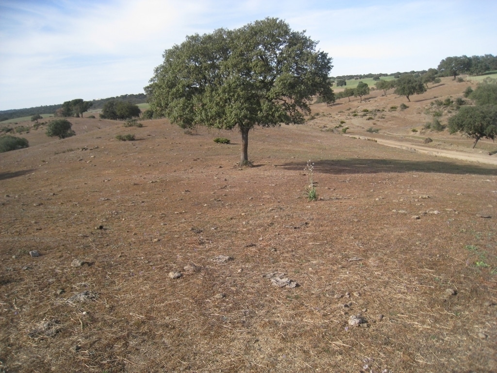 El Mapama eleva las ayudas a los avales de crédito por sequía hasta 200 M€ para los agricultores afectados