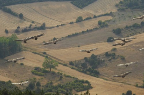 Comunicación de 70.444 cesiones de derechos de pago básico por casi 131 M€ en la PAC Ejercicio de 2016