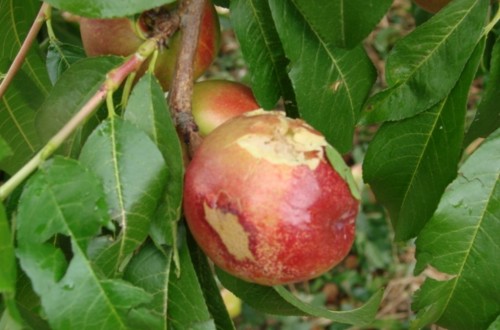 Habrá algo menos de producción nacional de manzanas este año