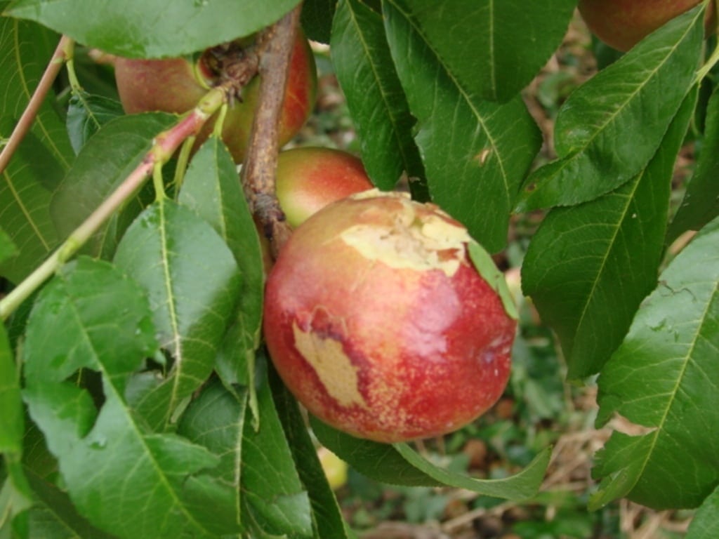 Habrá algo menos de producción nacional de manzanas este año