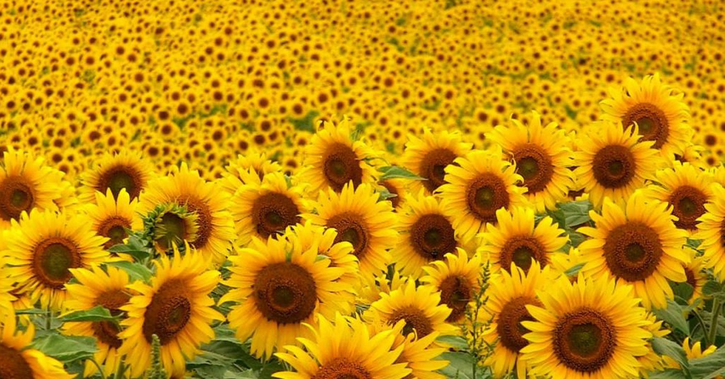 ASAJA-Sevilla: la cosecha de girasol se reducirá en más de un 25%