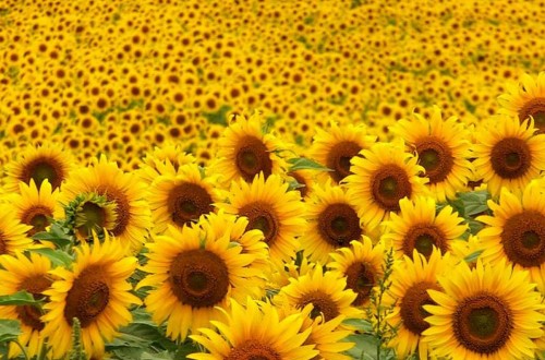 ASAJA-Sevilla: la cosecha de girasol se reducirá en más de un 25%