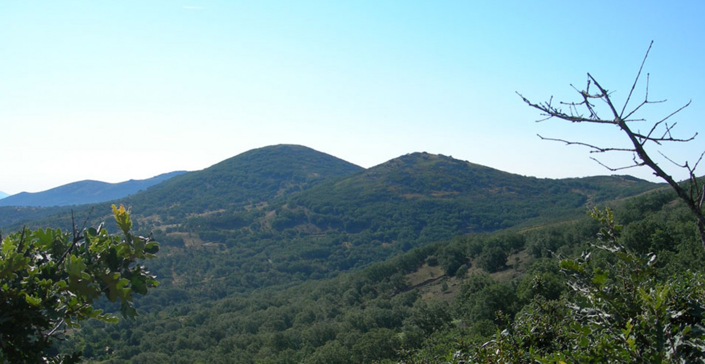 El Instituto Forestal Europeo inaugura su oficina en Alemania