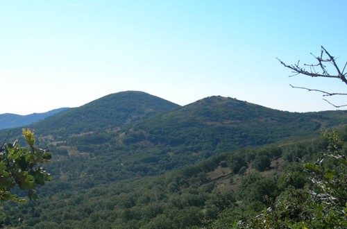 El Instituto Forestal Europeo inaugura su oficina en Alemania