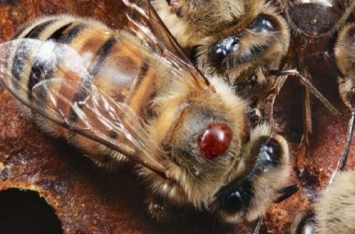 COAG denuncia que la Varroa está acabando con miles de colmenas