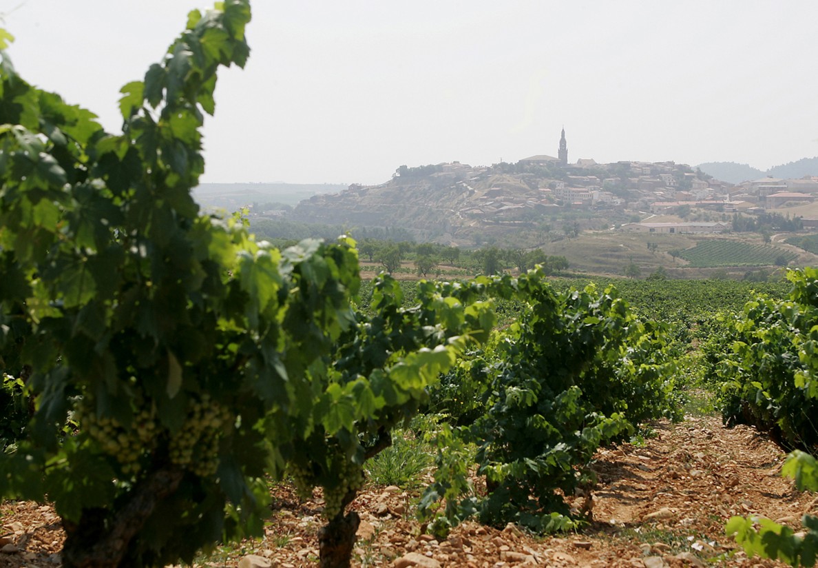 Viñedo: en vigor la nueva normativa sobre autorizaciones para nuevas plantaciones