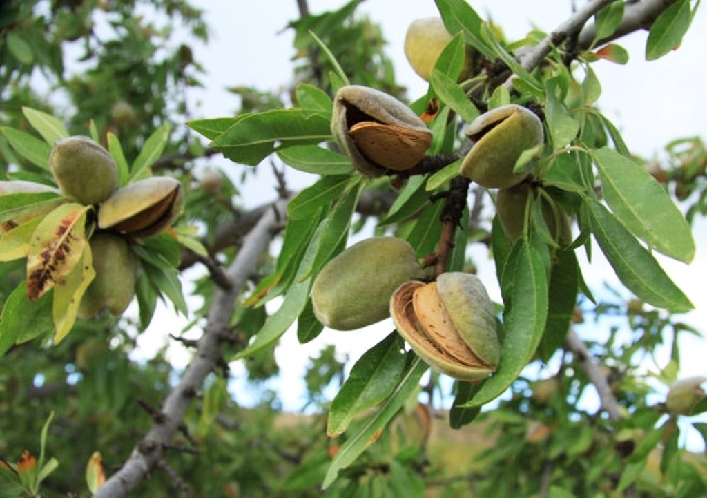 Grupo operativo para detectar y erradicar la almendra amarga en partidas dulces