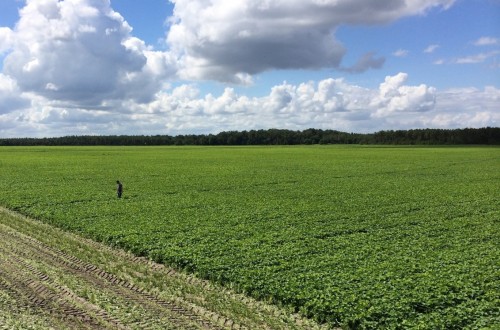 El FEGA emite una nota técnica aclaratoria sobre la prohibición de fitosanitarios en las SIE productivas