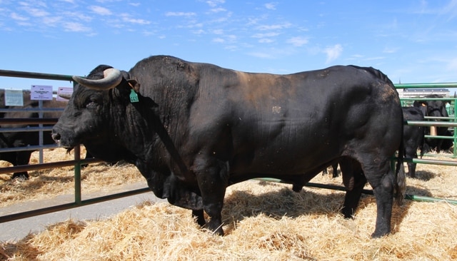 Ávila acoge la 41 Feria de la Raza Avileña-Negra Ibérica