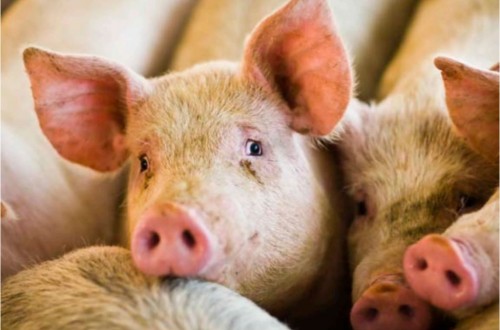 Apoyo de 9,3 M€ de la UE a los pequeños ganaderos polacos de carne de porcino por la PPA