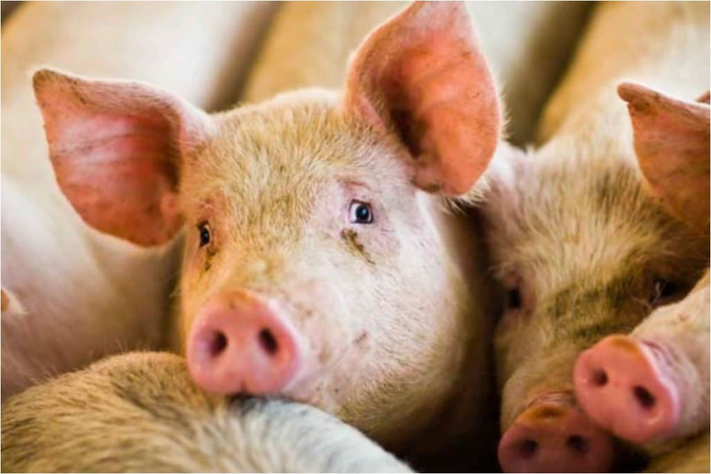 Apoyo de 9,3 M€ de la UE a los pequeños ganaderos polacos de carne de porcino por la PPA
