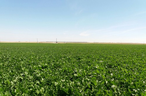 El CESE pide a Bruselas cautela comercial con el azúcar tras el fin de las cuotas productivas