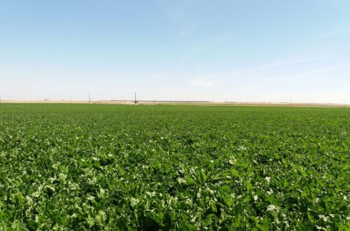 Azucarera anticipa el pago de 6 M€ a los cultivadores de remolacha de la Zona Norte