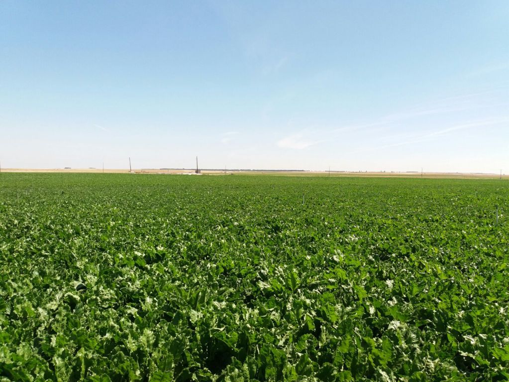 Azucarera anticipa el pago de 6 M€ a los cultivadores de remolacha de la Zona Norte