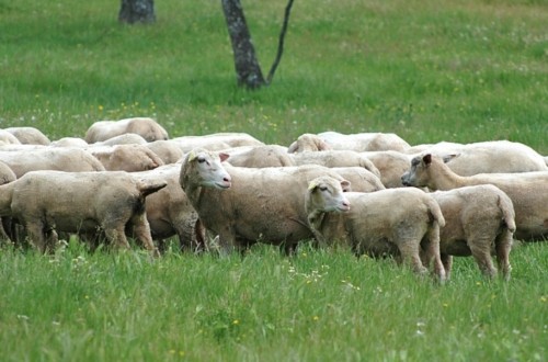 La Eurocámara demanda más medidas de apoyo específicas para el sector de ovino y caprino