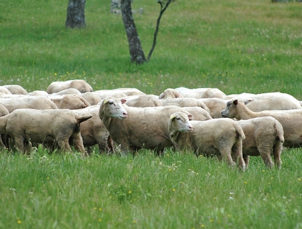 La Eurocámara demanda más medidas de apoyo específicas para el sector de ovino y caprino