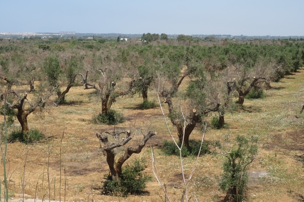 Clara Aguilera urge a la UE medidas para frenar el avance de la Xylella