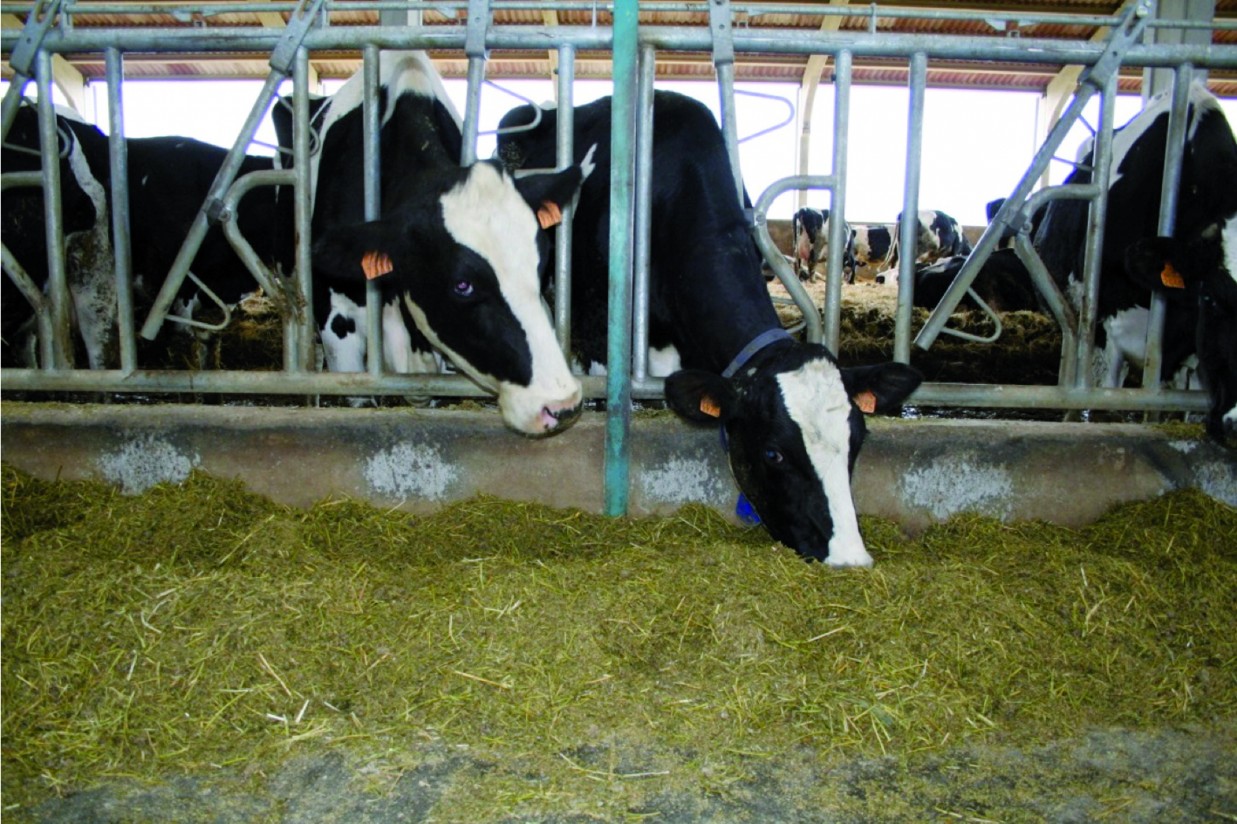 Alimentación de la vaca lechera: algo más que cubrir necesidades