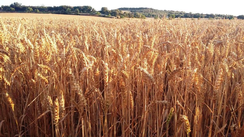 Respuesta del trigo en regadío al abonado nitrogenado en un año meteorológicamente favorable