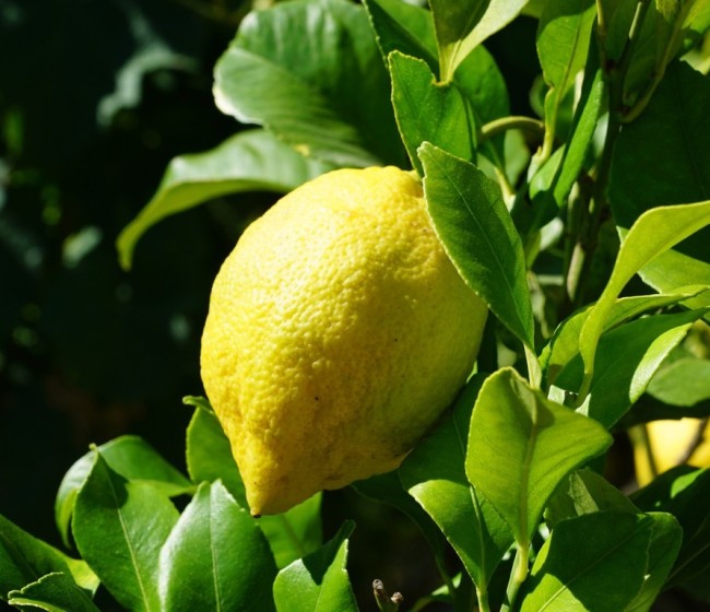 España consolida su posición líder como proveedor de limón a la Unión Europea