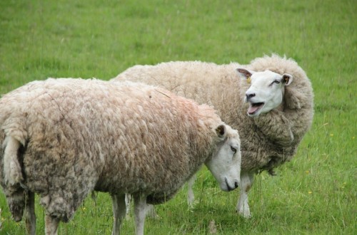El precio medio de la leche de oveja ralentizó su caída en julio pasado