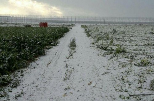 Indemnizaciones por importe de 75,4 M€ por siniestralidad en uva de vinificación