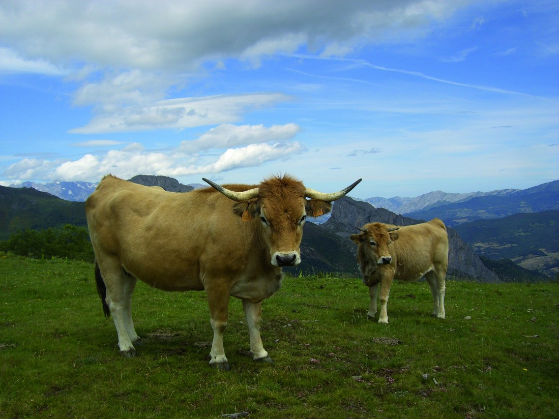 Las ganaderías de raza Casina de Asturias desde una perspectiva local de desarrollo