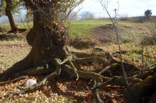 El Mapama pide a la CE ampliar presupuesto para financiar proyectos innovadores agroalimentarios