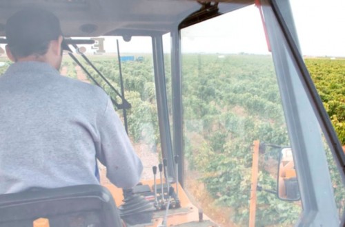 Las cooperativas castellano-manchegas calculan una producción nacional de 35 Mhl de vino y mosto