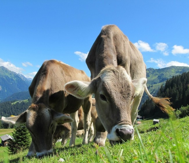El precio medio de la leche de vaca en España se aleja más  de la media comunitaria