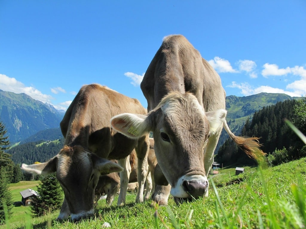 El precio medio de la leche de vaca en España se aleja más  de la media comunitaria