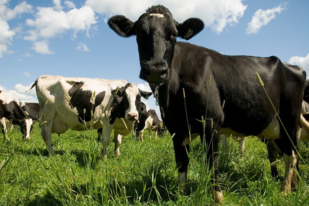 El precio de la leche de vaca en origen en España se mantiene ajeno a las subidas en la UE