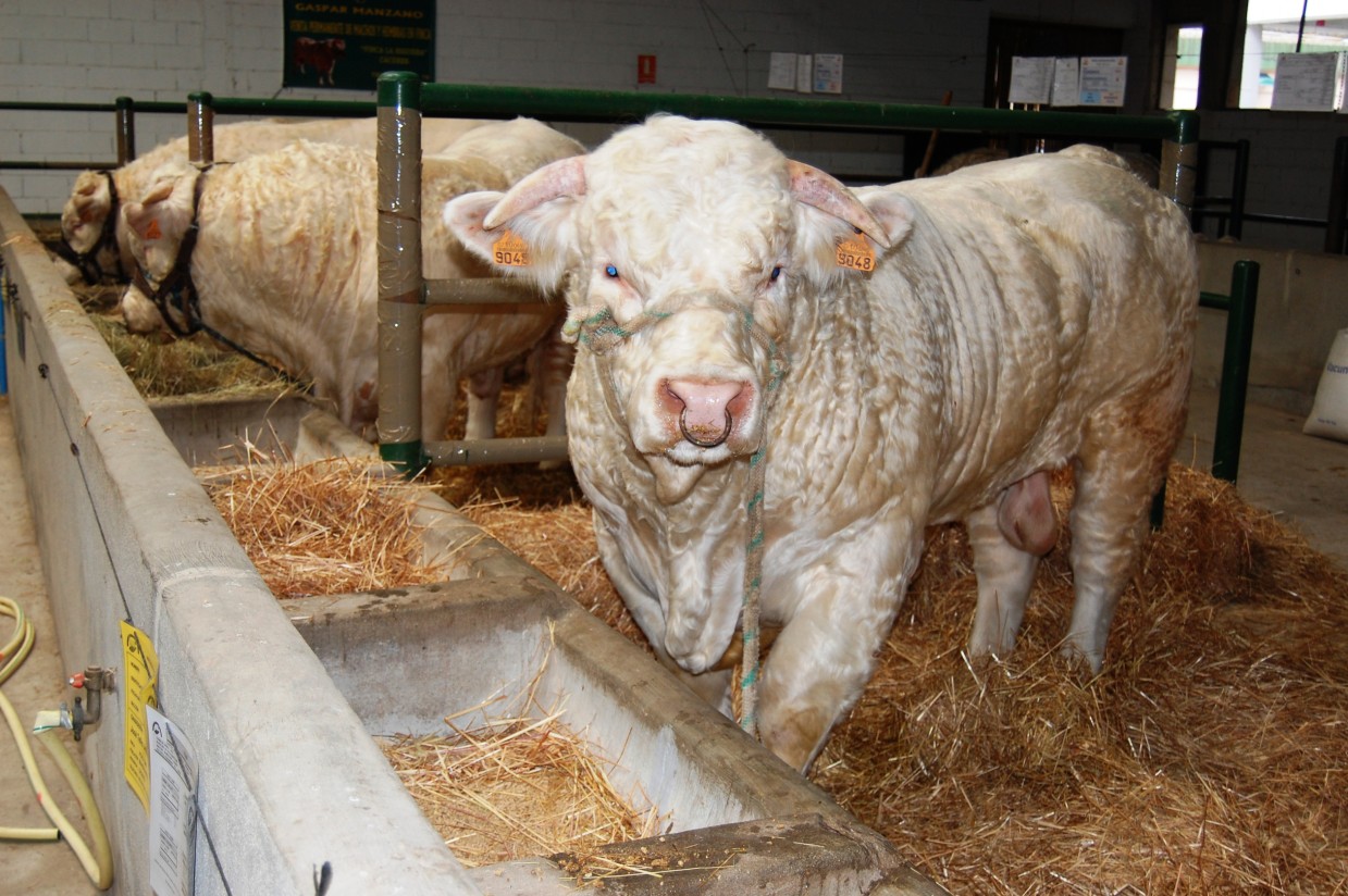 Los productores de carne de vacuno denuncian que la oferta de la CE a Mercosur es un gran error