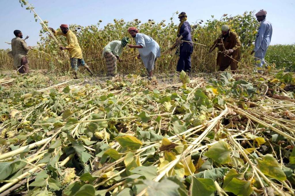 Ligera subida del índice de precios mundiales de los alimentos básicos de la FAO en septiembre