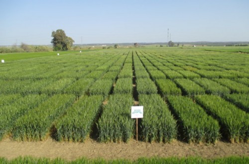 Evolución histórica de variedades de trigo duro en España