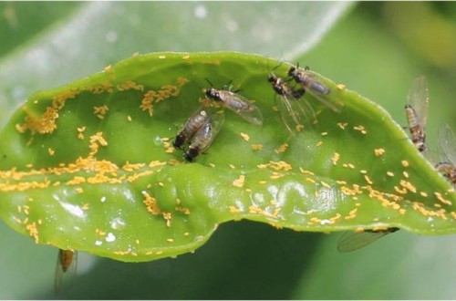 La psila africana de los cítricos Trioza erytreae amenaza a la citricultura española