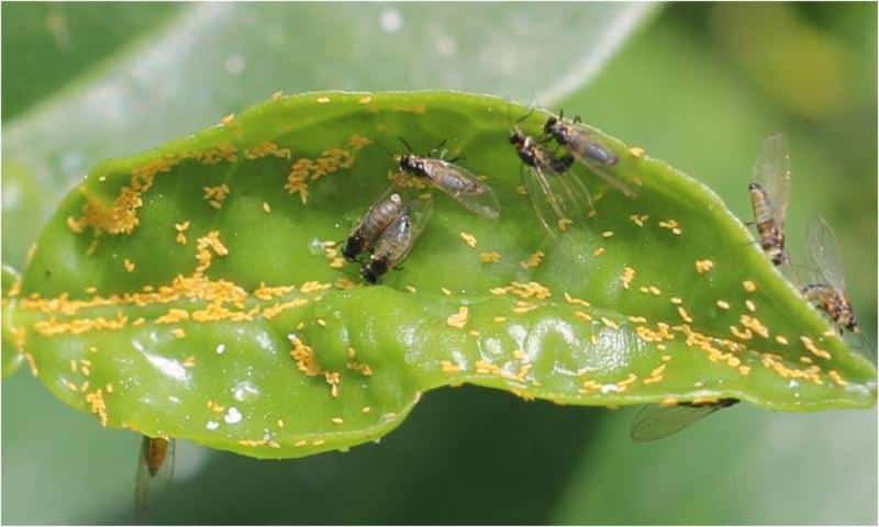 La psila africana de los cítricos Trioza erytreae amenaza a la citricultura española