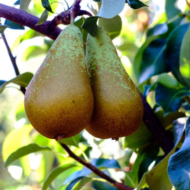 Influencia de la edad de las ramas de producción en la fertilidad de las yemas de Conferencia