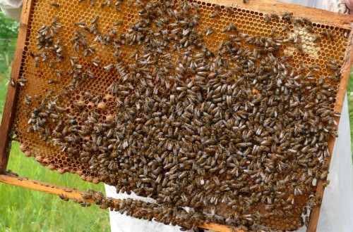 El Senado exige al Gobierno más apoyo para el sector apícola y mejor trazabilidad de la miel