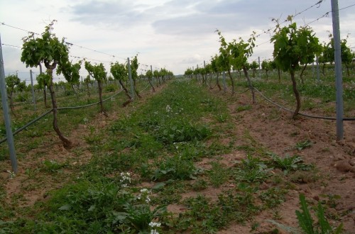 El FEGA transfiere a las CC.AA. unos 2.166,5 M€ de anticipos de pagos directos de la PAC 2017