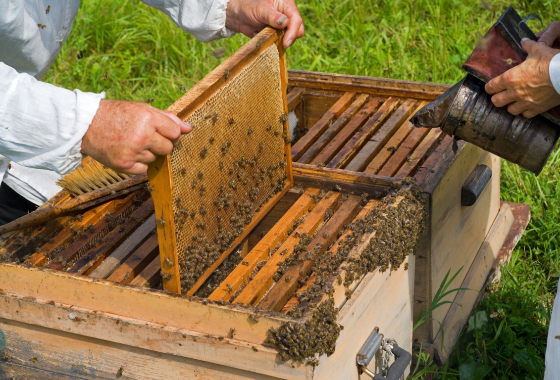 Cambios en los criterios de concesión de ayudas a la apicultura en el marco del PNA 2018
