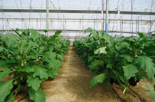 Abono de 62,4 M€ a los Programas Operativos de las OP de Frutas y Hortalizas andaluzas