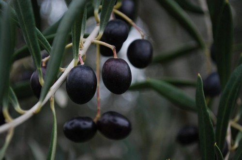 Bruselas reitera su apoyo a la aceituna de mesa española para evitar medidas antidumping de EEUU